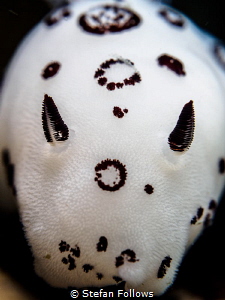 Raging Bull ... ! Nudibranch - Jorunna funebris. Koh Ma, ... by Stefan Follows 